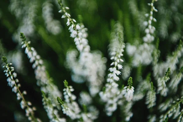 Close-up shot of blossoming white field flowers — Stock Photo