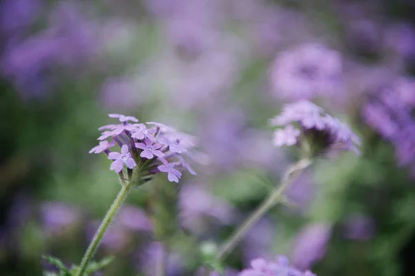 Primer plano de hermosas flores de campo púrpura - foto de stock