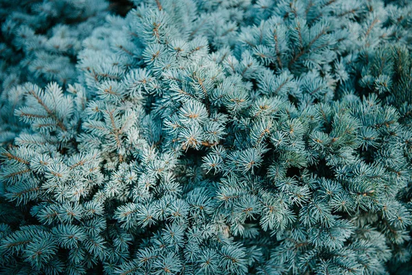 Full frame shot of blue spruce branches for background — Stock Photo