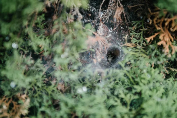 Крупным планом паучье гнездо в еловых ветвях — стоковое фото