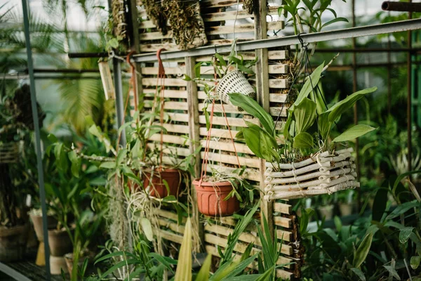 Verschiedene Pflanzen, die im Gewächshaus in Töpfen wachsen — Stockfoto