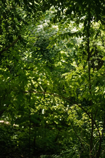 Vari rami di alberi nella foresta con raggi di sole che attraversano — Foto stock