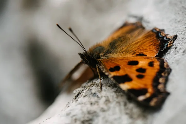 Nahaufnahme eines schönen Schmetterlings, der auf einem Stein sitzt — Stockfoto