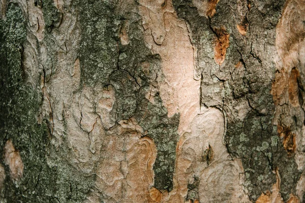 Gros plan de l'écorce d'arbre à motifs termites sous la lumière du soleil — Photo de stock