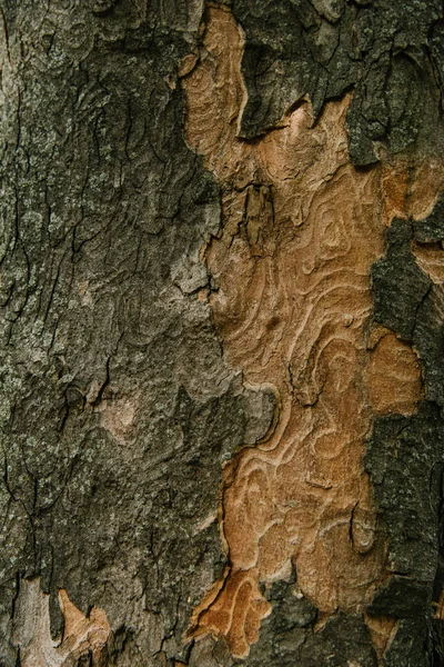 Gros plan de l'écorce d'arbre à motifs termites — Photo de stock