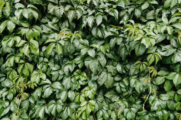 Крупным планом облицовка стены из диких виноградных листьев — стоковое фото