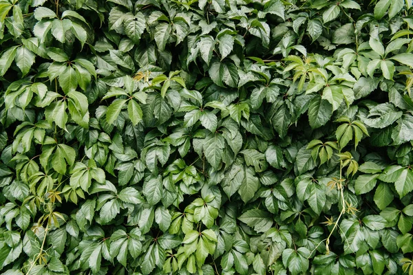 Primer plano de hojas de uva silvestre cubriendo la pared - foto de stock