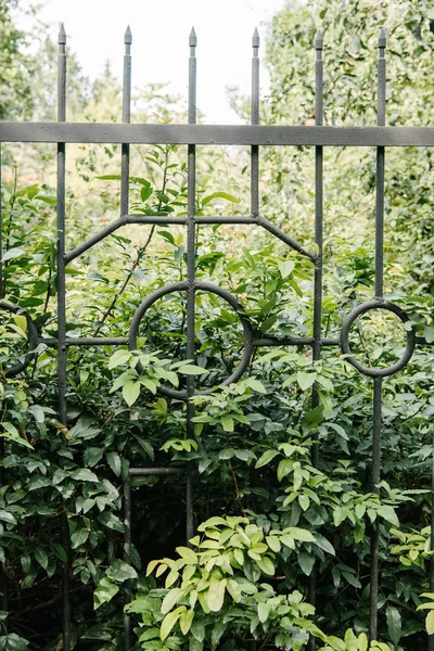 Branches vertes derrière la clôture dans le jardin botanique — Photo de stock