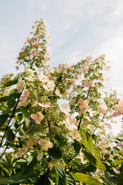 Bottom view of blossoming hortensia flowers against cloudy sky — Stock Photo