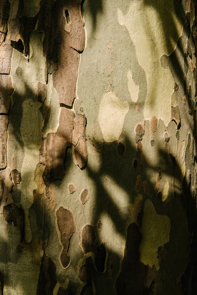 Gros plan de l'écorce d'arbre fissurée sous les rayons du soleil — Photo de stock