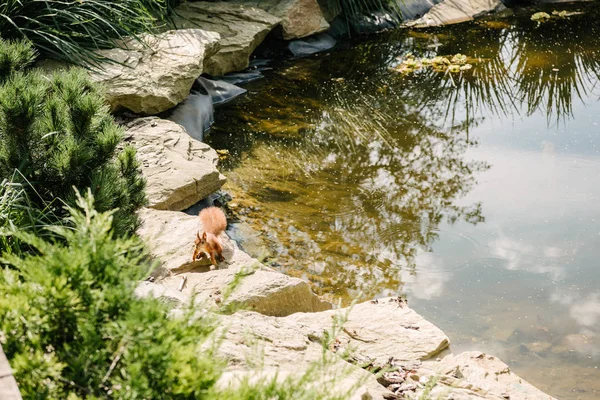 Прелестная белка бегает по камням вокруг пруда в парке — стоковое фото