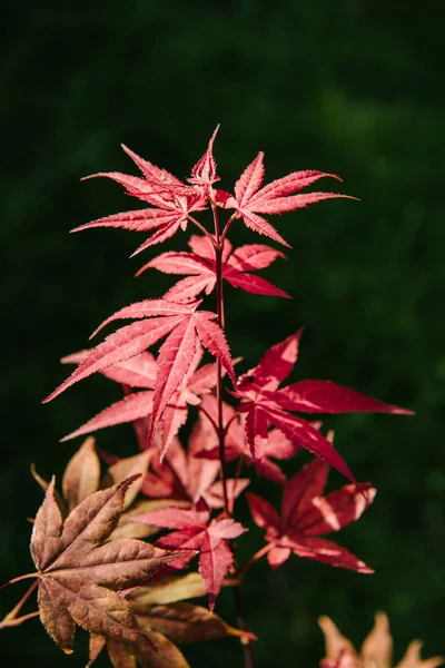 Primer plano de hojas de arce rojo en la rama - foto de stock