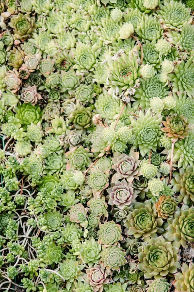 Vista superior de hermosas plantas sempervivum que cubren la superficie - foto de stock