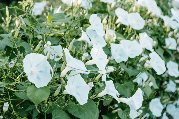 Крупным планом белые цветы с зелеными листьями — стоковое фото