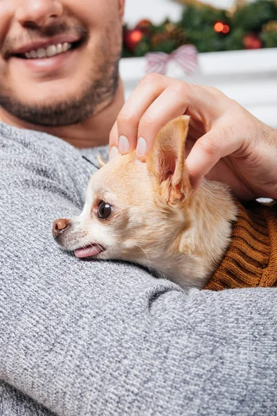 Обрезанный снимок милой чихуахуа-собаки на руках улыбающегося мужчины — стоковое фото