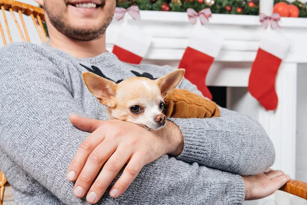 Tiro recortado de hombre en mecedora sosteniendo pequeño perro chihuahua en las manos en habitación decorada para Navidad - foto de stock