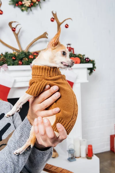 Tiro recortado de hombre sosteniendo pequeño perro chihuahua en suéter marrón en habitación decorada para la celebración de Navidad - foto de stock