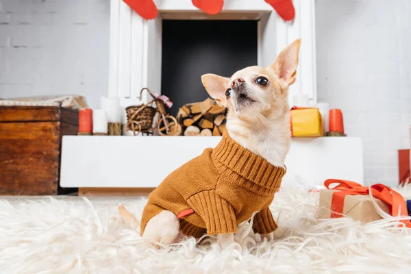 Entzückender Chihuahua-Hund im Pullover sitzt auf dem Boden mit Weihnachtsgeschenken in der Nähe — Stockfoto