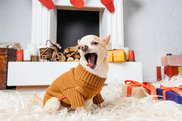Adorable chihuahua dog in sweater yawning while sitting on floor with christmas presents near by — Stock Photo