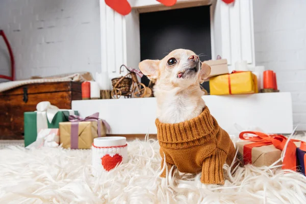 Pequeno cão chihuahua em suéter com xícara de bebida quente e presentes de Natal perto por — Fotografia de Stock