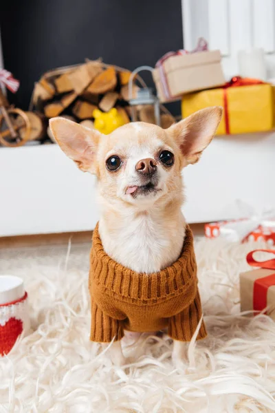 Petit chien chihuahua en pull avec tasse de boisson chaude et cadeaux de Noël à proximité — Photo de stock