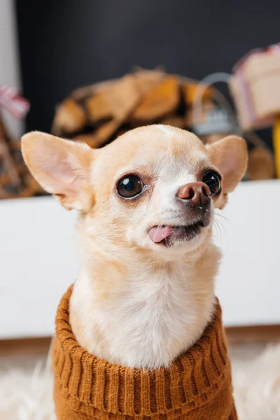 Vista de cerca del pequeño perro chihuahua asomando la lengua en la habitación - foto de stock