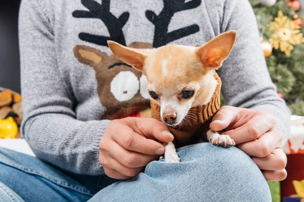 Cropped shot of man in sweater with deer with little chihuahua dog in decorated room for christmas — Stock Photo