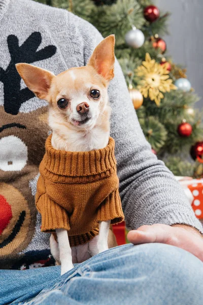 Частичный вид человека в свитере с оленем с маленькой собачкой чихуахуа в украшенной комнате на Рождество — стоковое фото