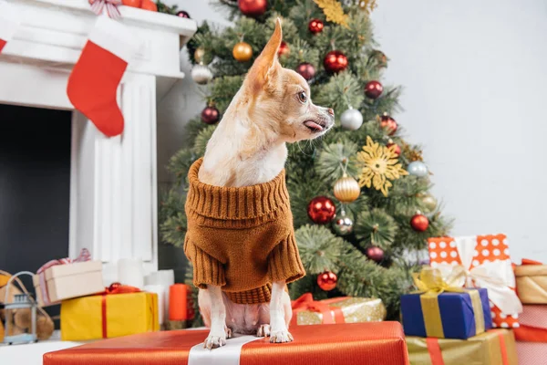 Close up view of little chihuahua dog in sweater on christmas present at home — Stock Photo