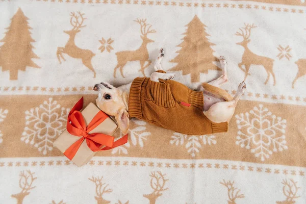 Vista aérea de lindo perro chihuahua en suéter acostado cerca de Navidad presente - foto de stock
