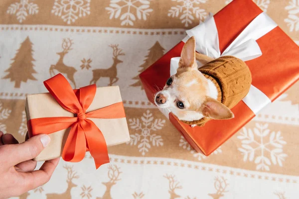Colpo ritagliato di uomo dando regalo di Natale al piccolo cane chihuahua — Foto stock