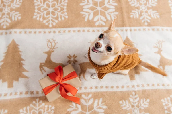 Overhead view of cute chihuahua dog and wrapped christmas present — Stock Photo