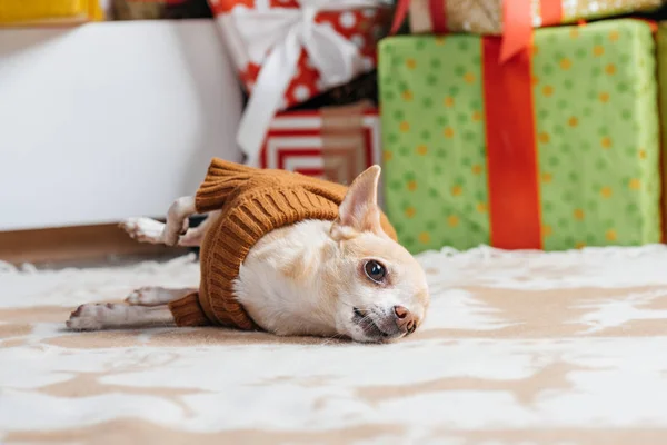 Pequeno cão chihuahua em camisola marrom com presentes de Natal atrás em casa — Fotografia de Stock