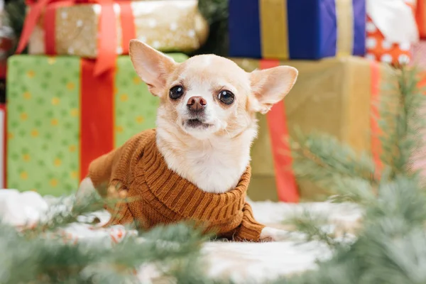 Pequeno cão chihuahua em camisola marrom com presentes de Natal atrás em casa — Fotografia de Stock