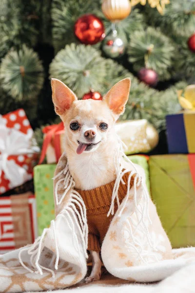 Pequeno chihuahua cão em camisola marrom furando a língua para fora com presentes de Natal atrás em casa — Fotografia de Stock