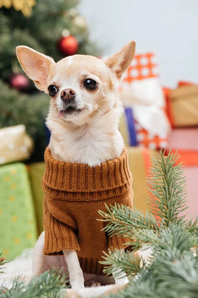 Pequeno cão chihuahua em camisola marrom com presentes de Natal atrás em casa — Fotografia de Stock