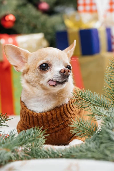 Pequeño perro chihuahua en suéter marrón sacando la lengua con regalos de Navidad detrás en casa — Stock Photo