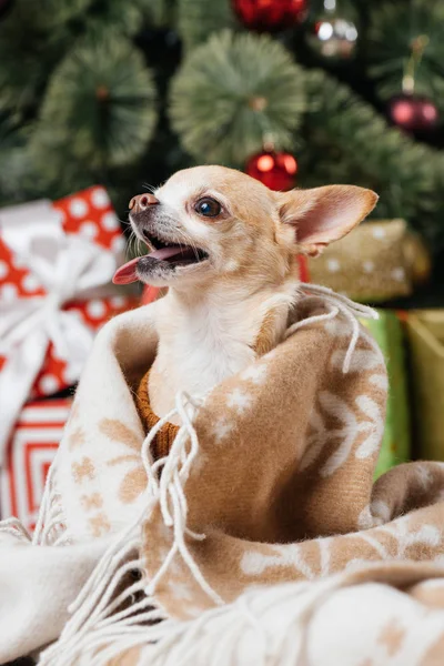 Close up vista de adorável pouco chihuahua cão em cobertor com presentes de Natal no fundo — Fotografia de Stock