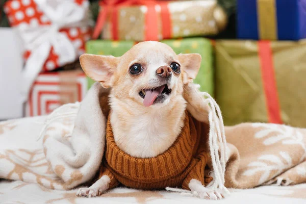 Close up vista de adorável pouco chihuahua cão em cobertor com presentes de Natal no fundo — Fotografia de Stock