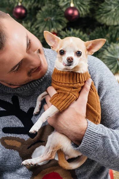 Портрет молодого человека в праздничном зимнем свитере, смотрящего на маленькую собачку чихуахуа в руках дома — стоковое фото
