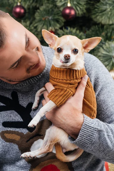 Portrait de jeune homme en pull d'hiver festif regardant petit chien chihuahua dans les mains à la maison — Photo de stock