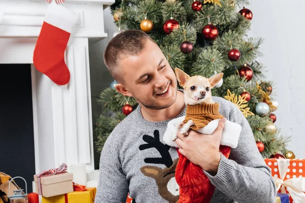 Portrait of smiling man holding adorable chihuahua dog with festive christmas tree on background — Stock Photo