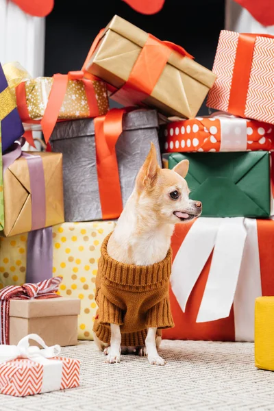 Close up vista de cão chihuahua adorável em suéter sentado perto de presentes de Natal no chão — Fotografia de Stock