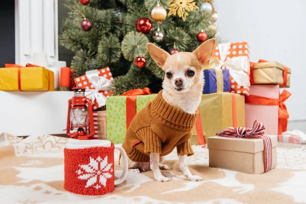 Vue rapprochée de chihuahua adorable chien en pull assis près des cadeaux de Noël et tasse de boisson chaude sur le sol — Photo de stock