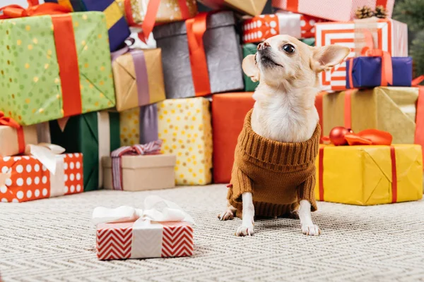 Close up view of adorable chihuahua dog in sweater sitting near christmas presents on floor — Stock Photo