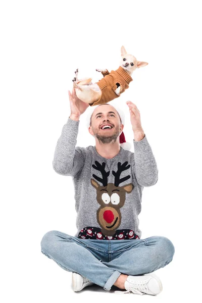 Sonriente hombre en santa claus sombrero divertirse junto con chihuahua perro en suéter aislado en blanco - foto de stock