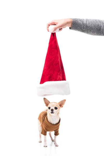 Частичный вид человека, держащего шляпу Санта Клауса над маленькой собачкой чихуахуа в свитере, изолированном на белом — стоковое фото