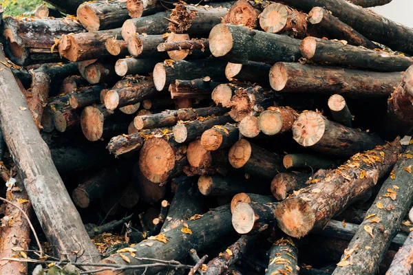 Gros plan des billes de bois empilées dans la forêt d'automne — Photo de stock