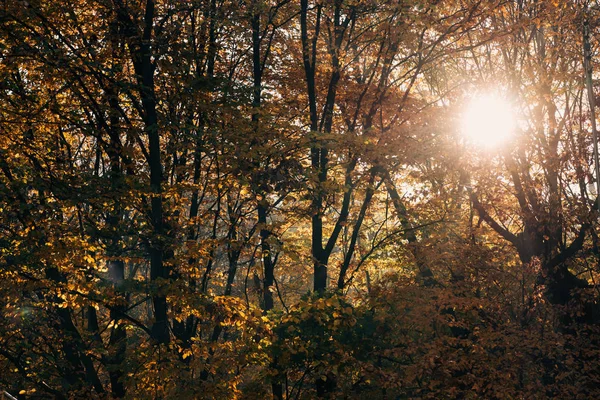 Sol a través de ramas de árboles en un bosque tranquilo - foto de stock