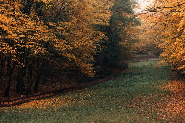 Camino con hojas amarillas caídas en el bosque otoñal - foto de stock